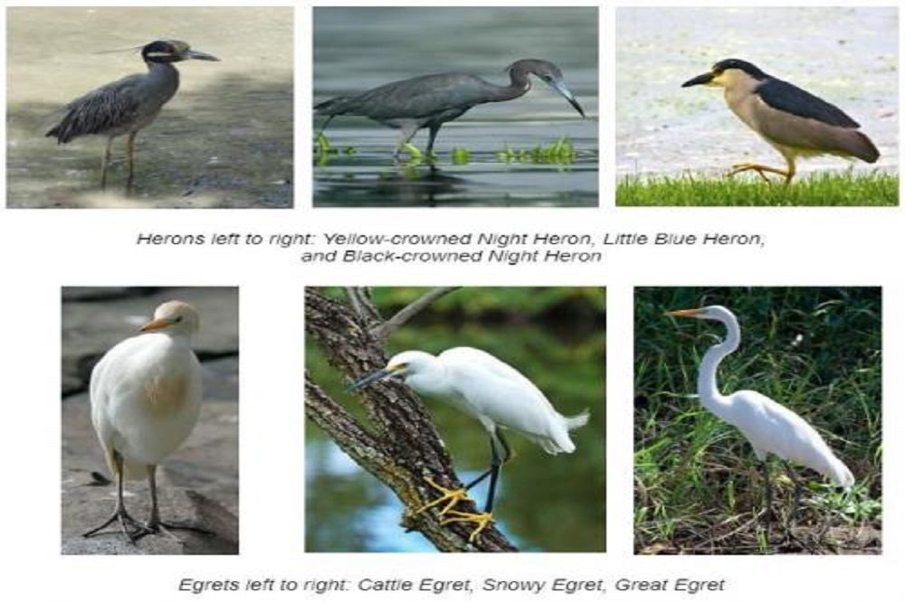 CITY OF ADDISON:  It’s the Time of Year to Prepare for Egret and Heron Control and Addison Needs Your Help