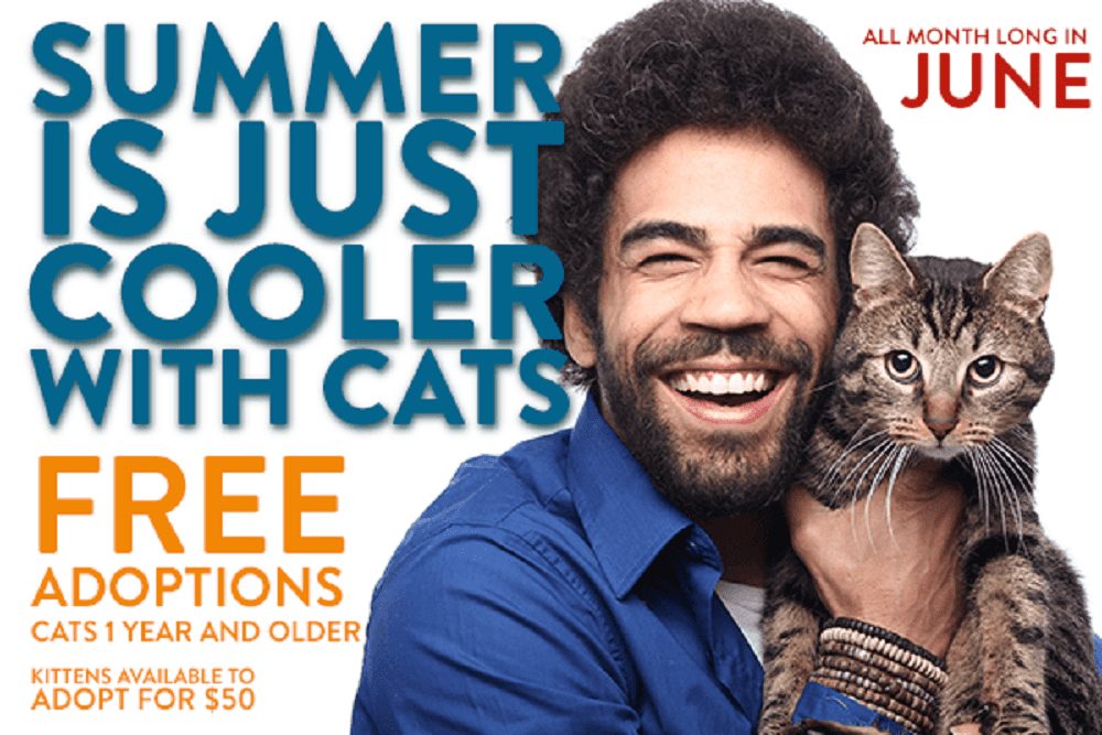 CITY OF IRVING: Free Cat Adoption during the Month of June_60f1ee79a6733.png