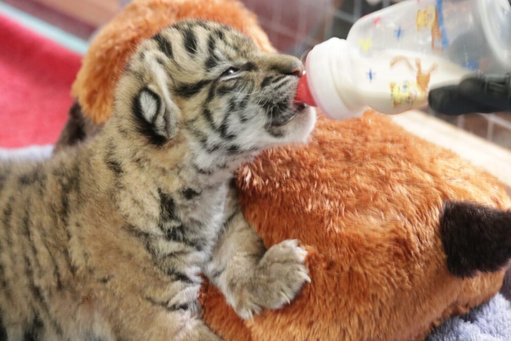 Dallas Zoo Welcomes Tiger Cub