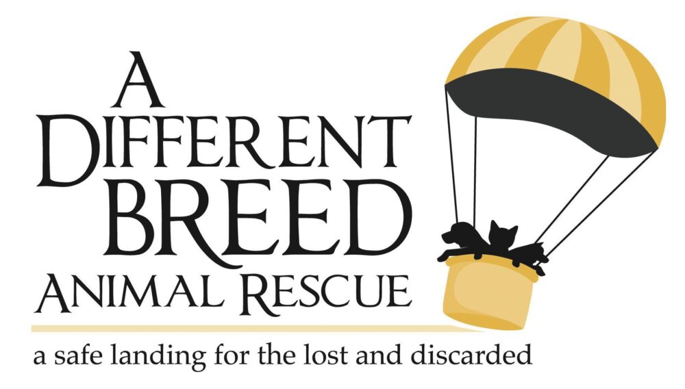 Animal Rescue in DFW Saves Homeless Dogs