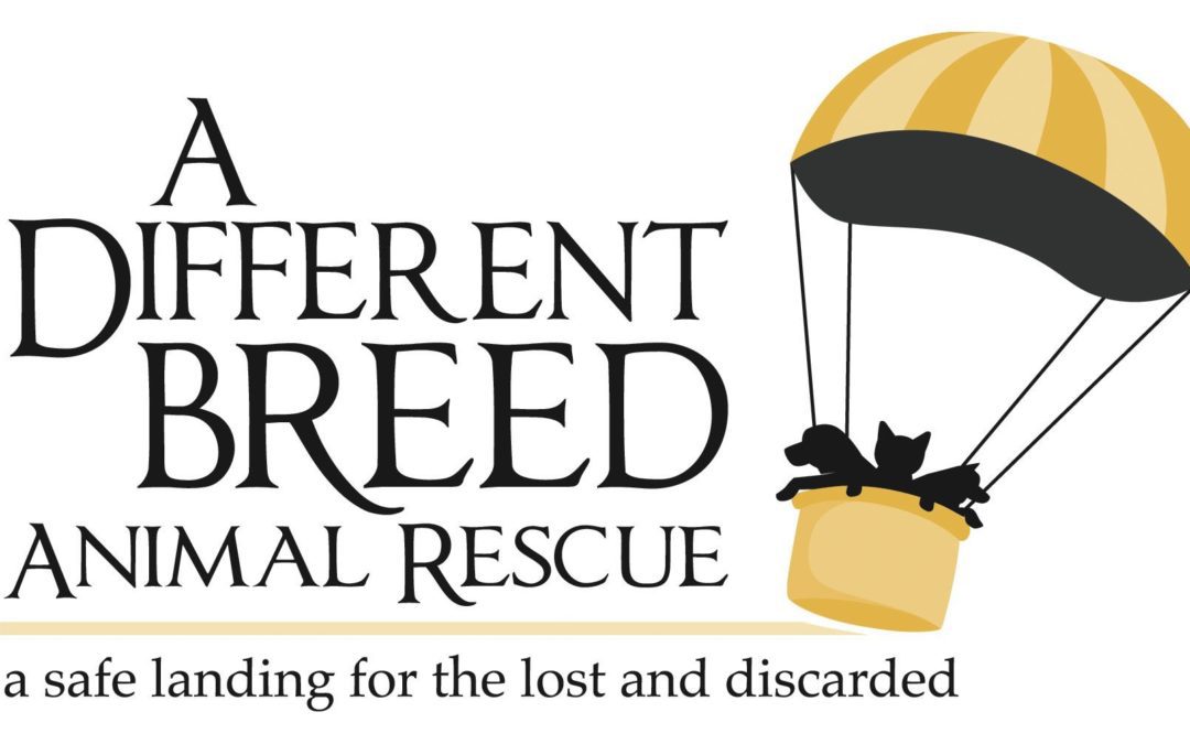 Rescate de animales en DFW salva perros sin hogar