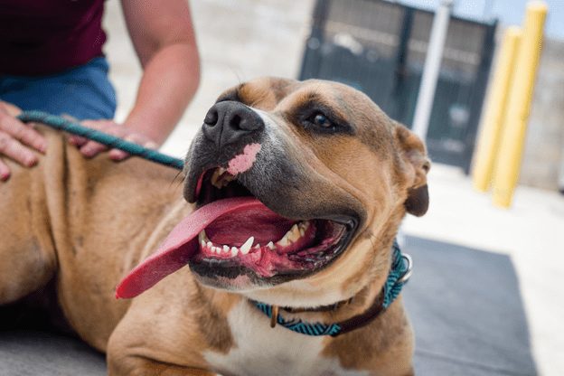 Clear the Shelters Returns to Connect Animals with Future Homes