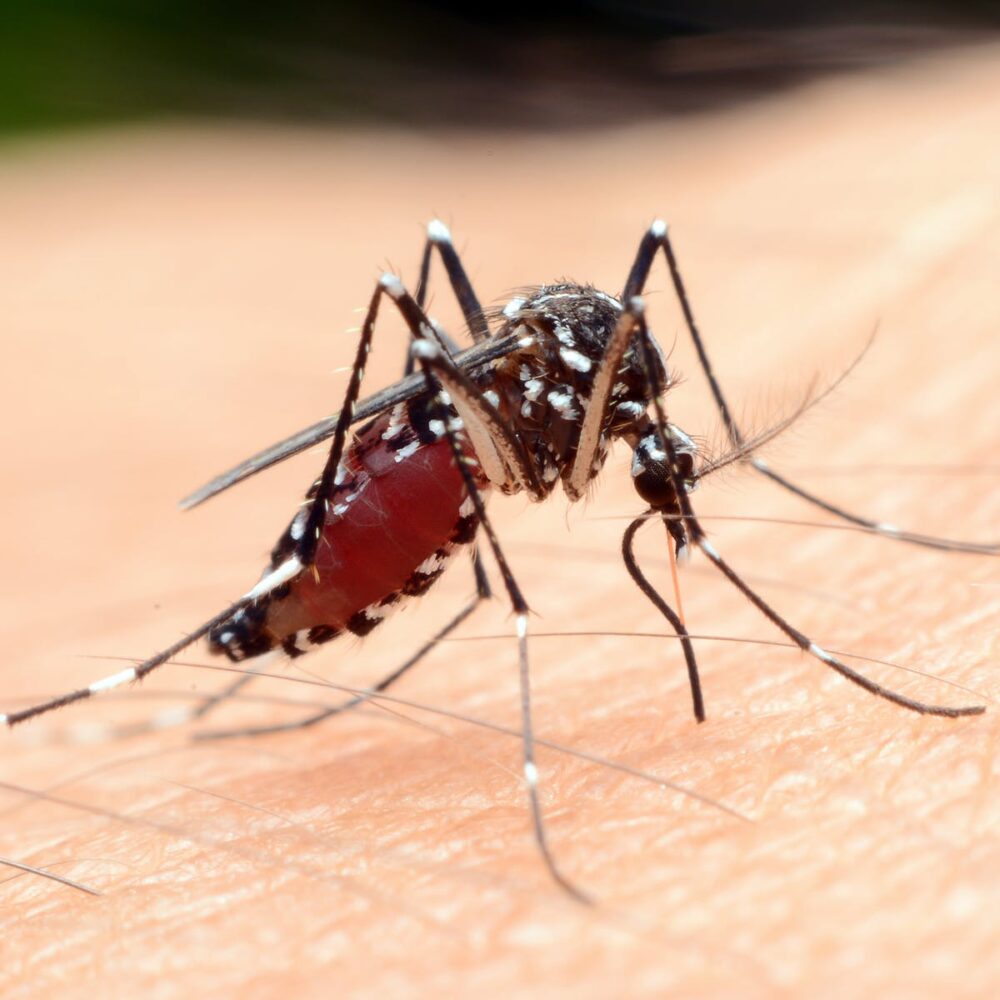 Ground Spraying Carried out in Richardson after Mosquito Samples Test Positive for West Nile Virus