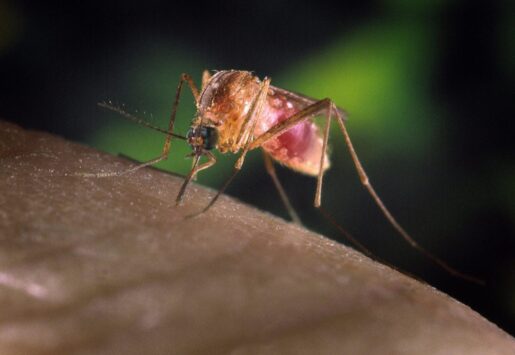 Seventh Case of West Nile Virus Detected in Dallas County
