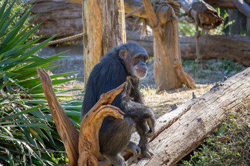 Dallas Zoo Says Goodbye to Chimpanzee