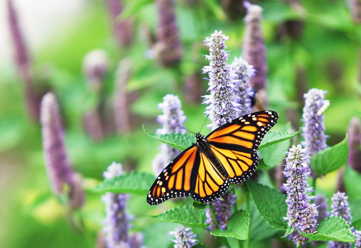 Monarch Butterfly (Danaus plexippus) on Lavender Anise Hyssop Blossom
