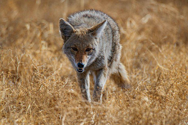 Coyote Sightings Increase in Dallas Neighborhoods
