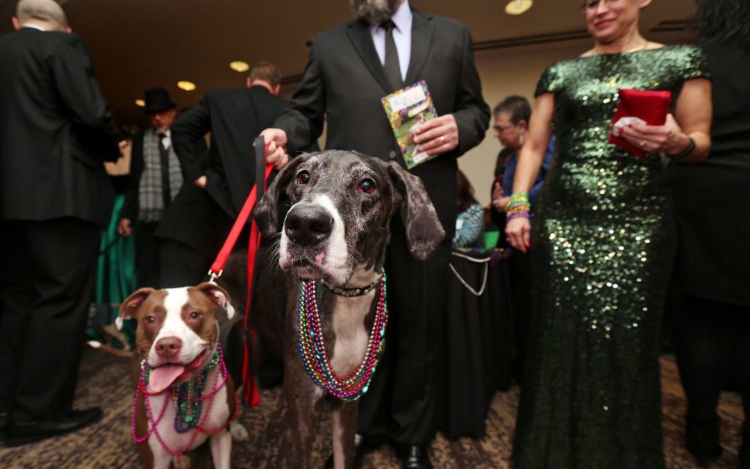 Fur Ball 2021 Aims to be a Tail-Wagging Success 
