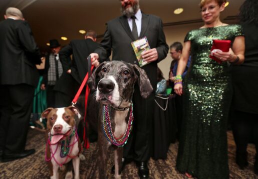 Fur Ball 2021 Aims to be a Tail-Wagging Success 