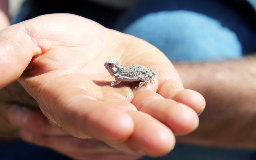 Researchers Release Captive-Bred Horned Lizards in Effort to Save Iconic Texas Species