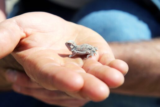 Researchers Release Captive-Bred Horned Lizards in Effort to Save Iconic Texas Species