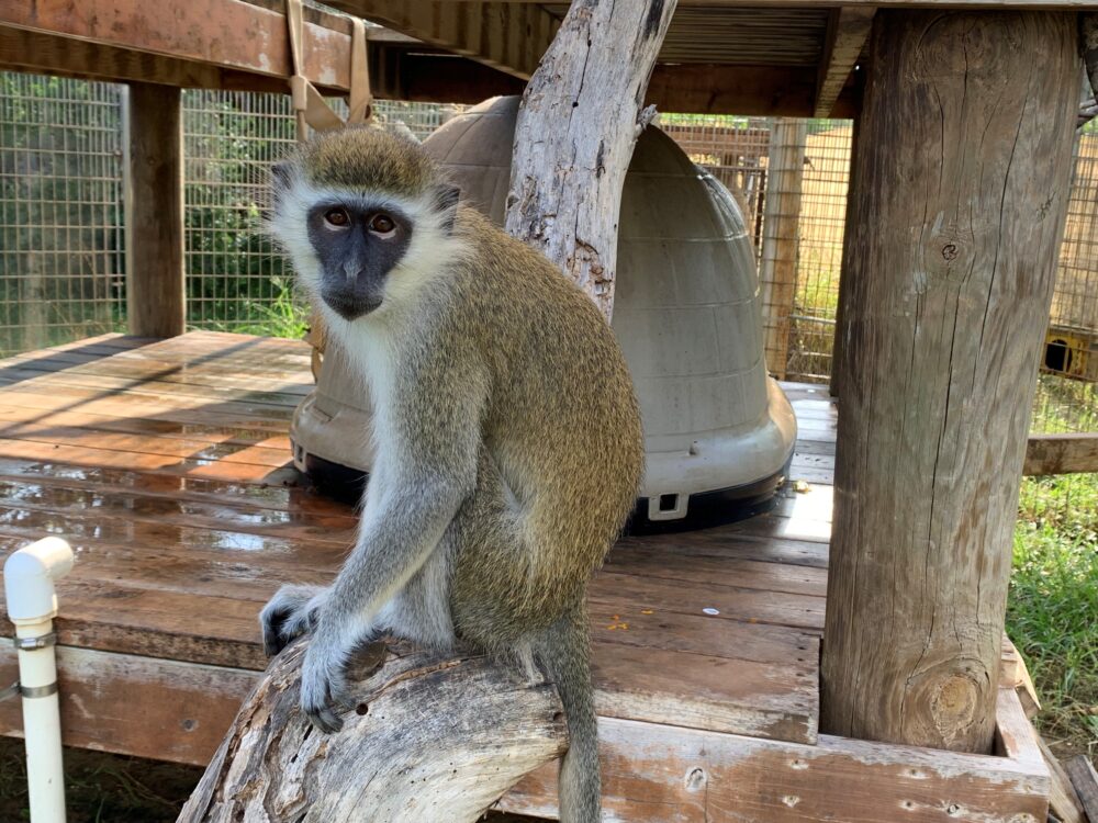 Dallas Pet Monkey Survives, Lands Home at Primate Sanctuary