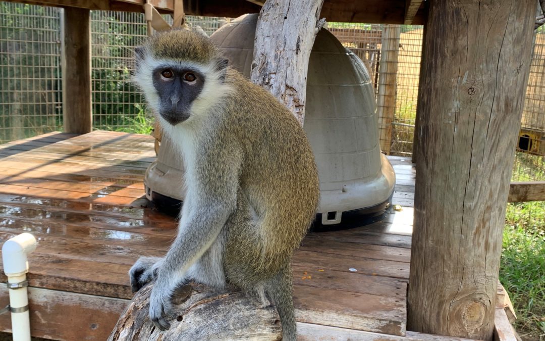 Dallas Pet Monkey Survives, Lands Home at Primate Sanctuary