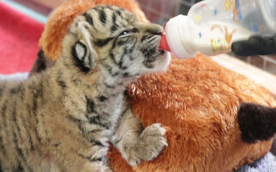 Dallas Zoo Welcomes Newborn Sumatran Tiger Cub