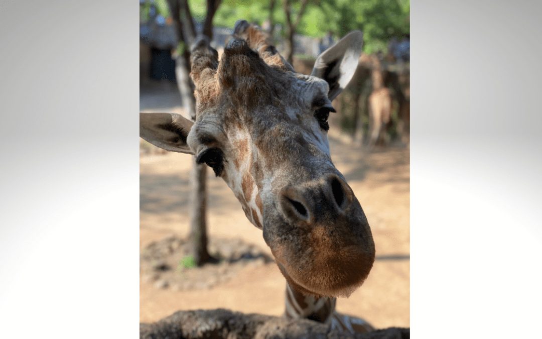 Muere la jirafa más vieja del zoológico de Dallas