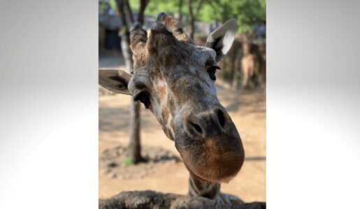 Oldest Giraffe from Dallas Zoo Dies