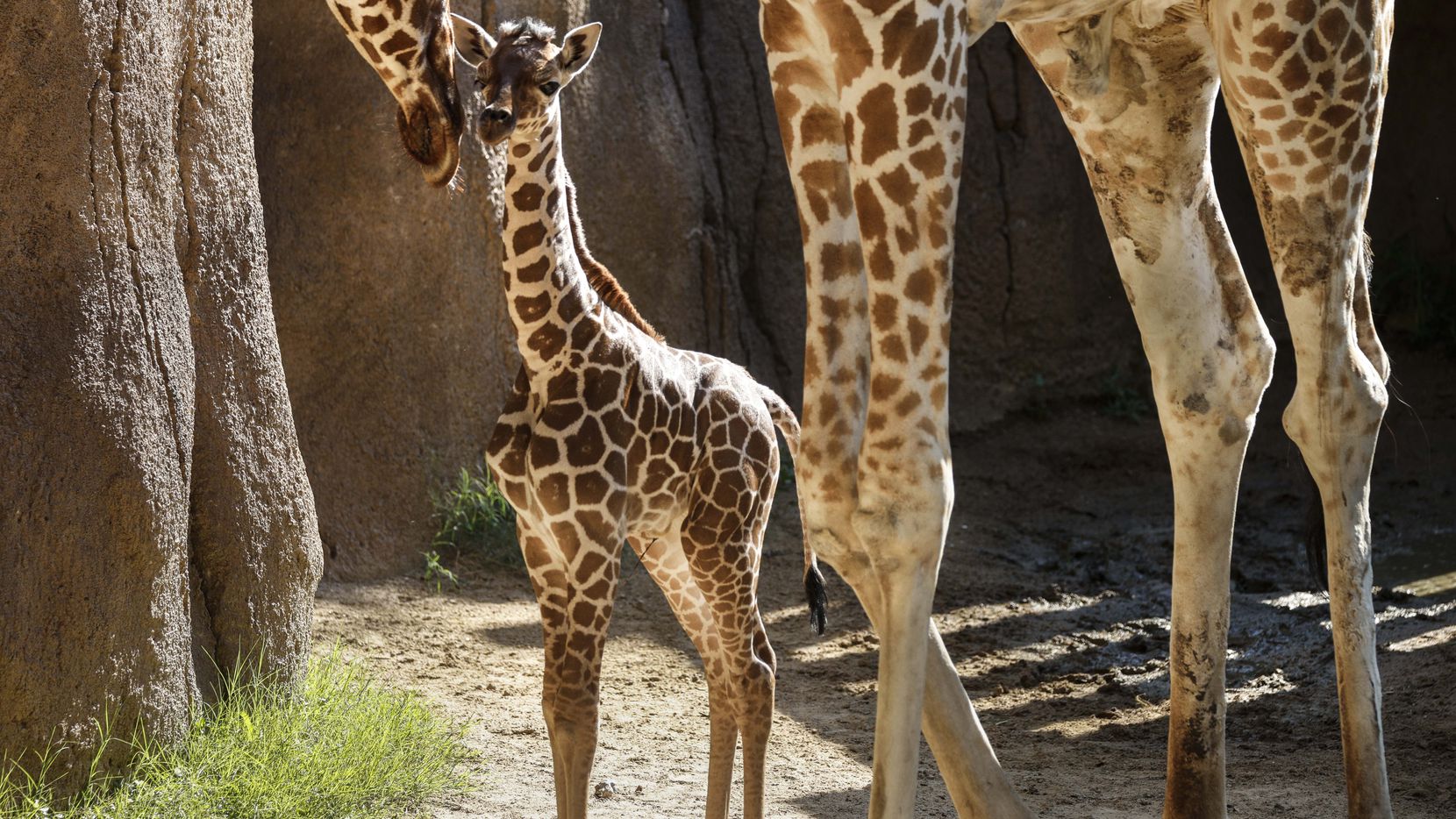 Dallas Zoo Giraffe_Lynda M. González DMN