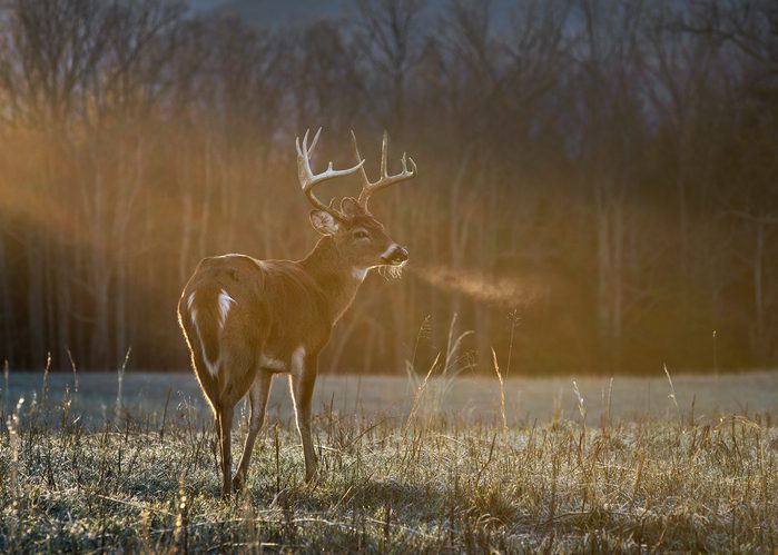 Parques y Vida Silvestre de Texas pide a los cazadores que estén atentos a la caquexia crónica cuando comienza la temporada de venados