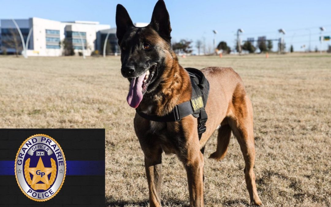 Police Announce Death of Retired K-9 Who Helped With 163 Arrests