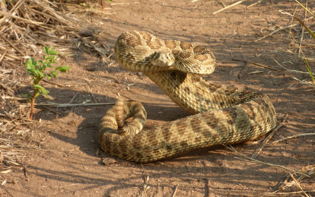 It’s Still Rattlesnake Season; How to Protect Yourself and Others