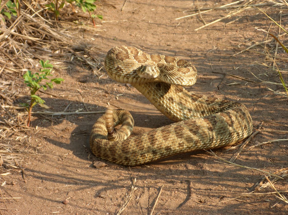Prairie rattlesnake coiled on Red Rocks path Morrison Colorado Rocky Mountains