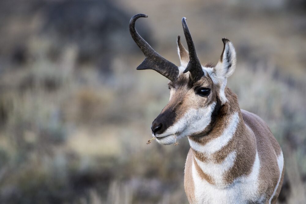 TPWD Searching for Pronghorn Poachers in Panhandle  