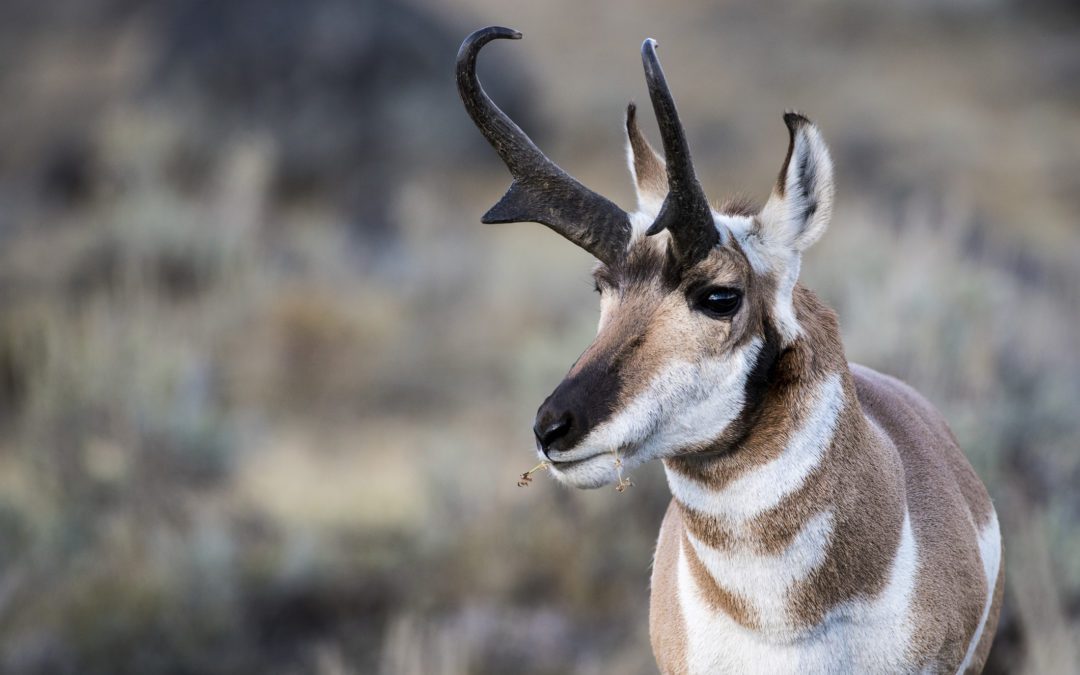 TPWD Searching for Pronghorn Poachers in Panhandle  