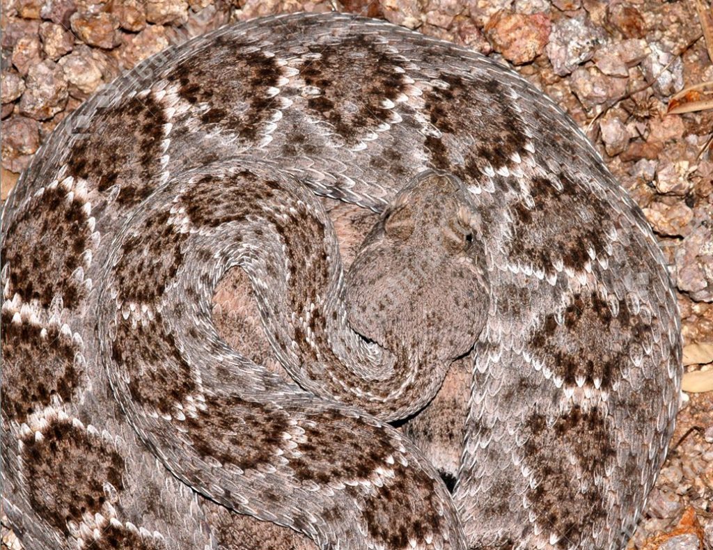 western-diamondback-rattlesnake-pattern-stock-picture-343329