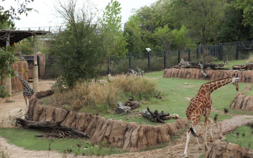 Tallest Giraffe in Dallas Zoo Dies, Third Death in October