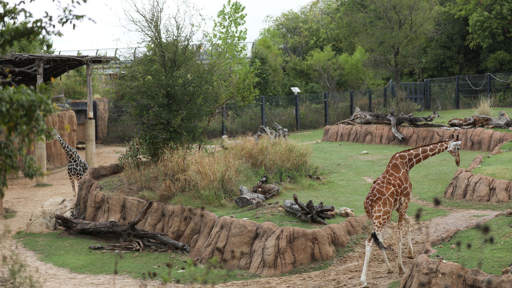 Dallas Zoo Giraffe_DMN