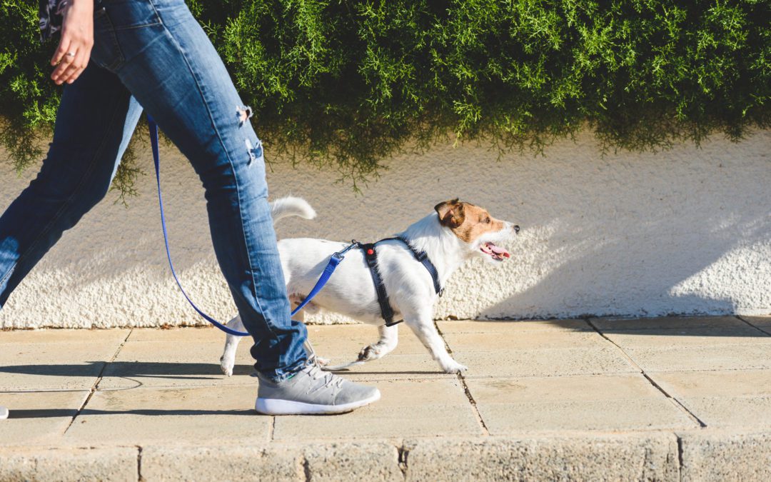 Texas To Implement New Law For Tethered Dogs