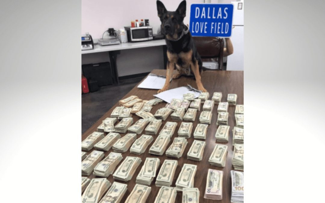 Policía K-9 encuentra más de $100 en Dallas Love Field