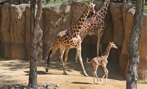 Death of Giraffes at Dallas Zoo Investigation complete
