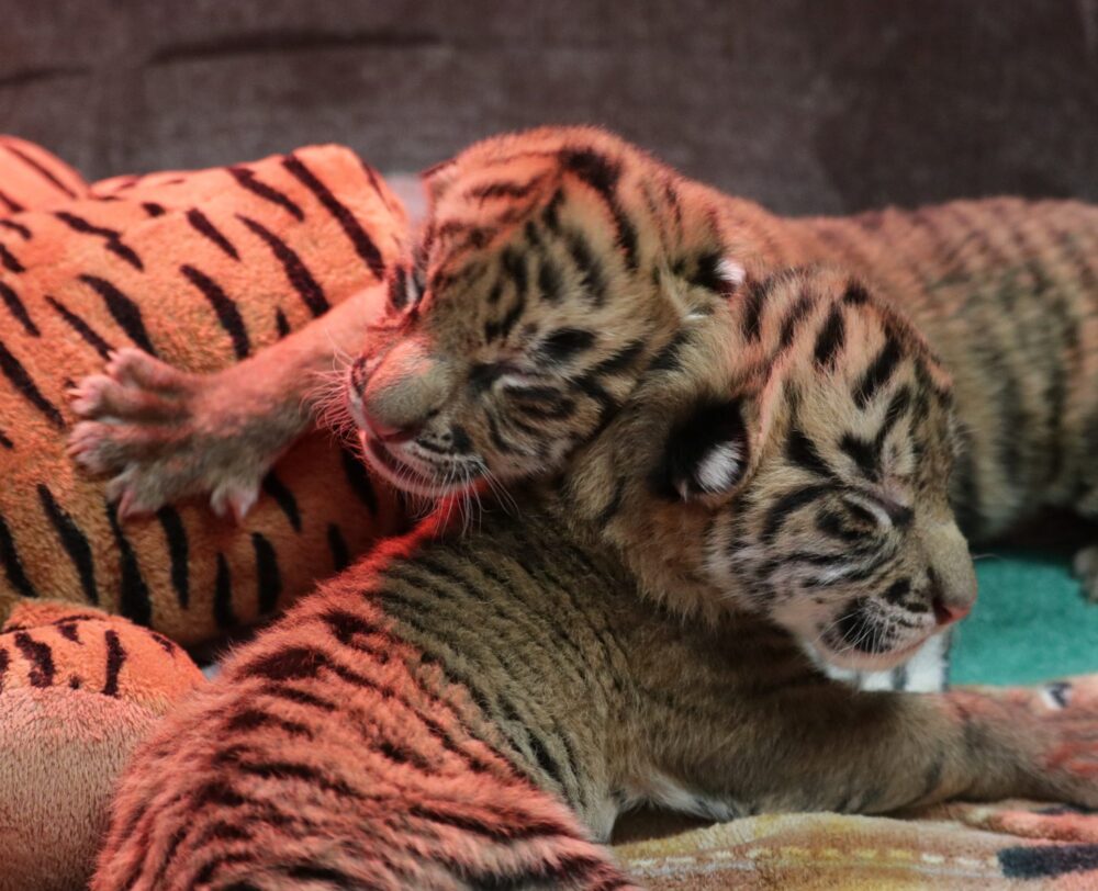 Local Zoo Welcomes Two Tiger Cubs