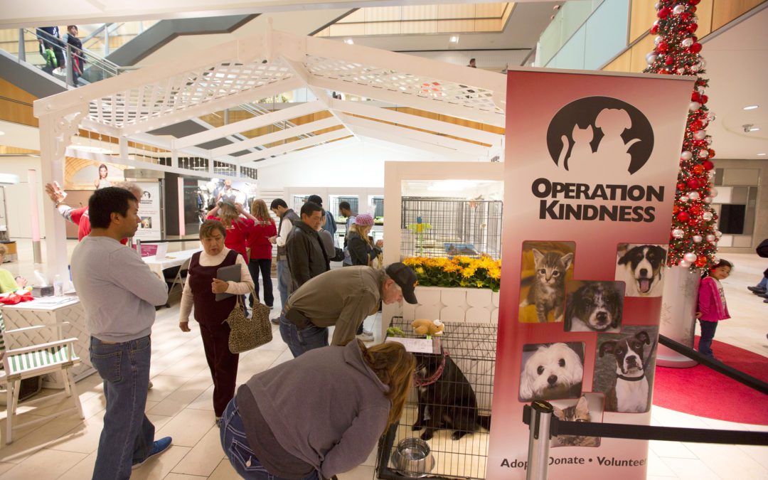 Operation Kindness Joins Galleria Dallas for Adoption Pop-Up Event