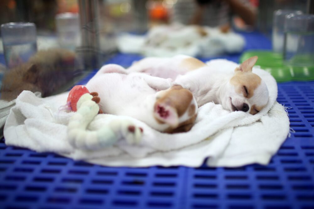 Pet Stores May Soon Be Banned From Selling Puppies, Kittens