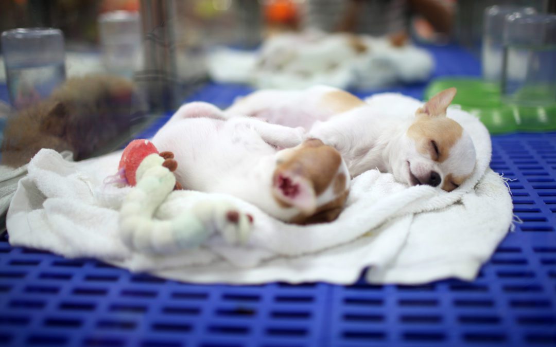 Pet Stores May Soon Be Banned From Selling Puppies, Kittens