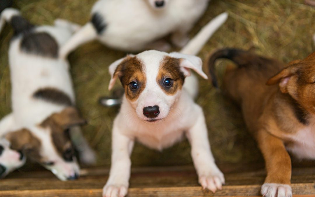 Texas Ranks as Number Two State for Puppy Scams