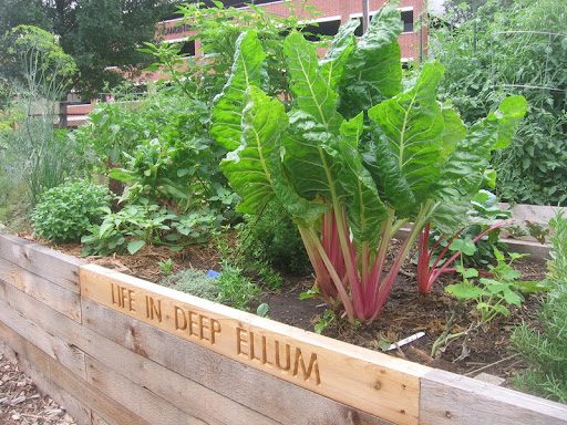 Fighting Obesity Through Community Gardens