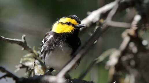 Texas Suing Federal Government Over Endangered Bird