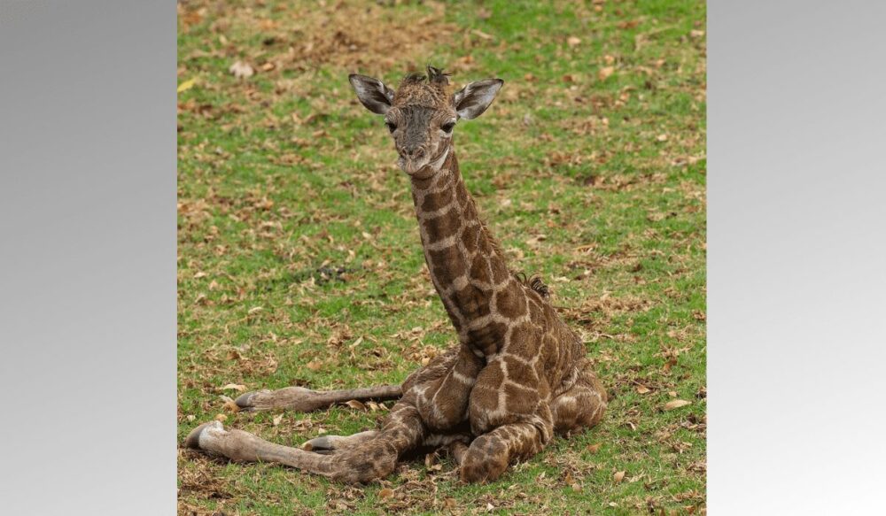 Giraffe Calf Born at Zoo on the Late Betty White’s 100 Birthday