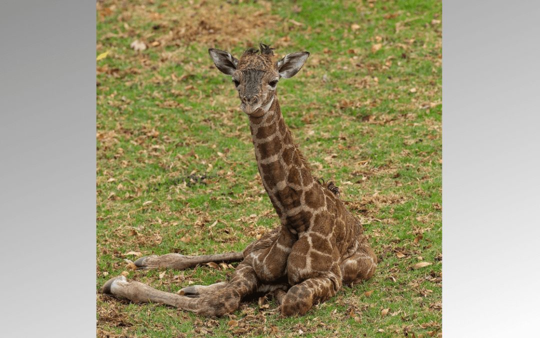Giraffe Calf Born at Zoo on the Late Betty White’s 100 Birthday