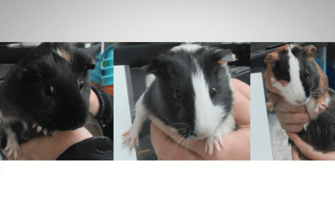 Police Looking for Person Who Abandoned Crate of Guinea Pigs