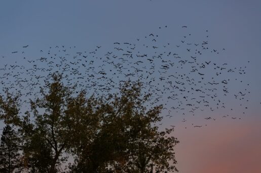 Grackles Visit Parking Lots Across Texas