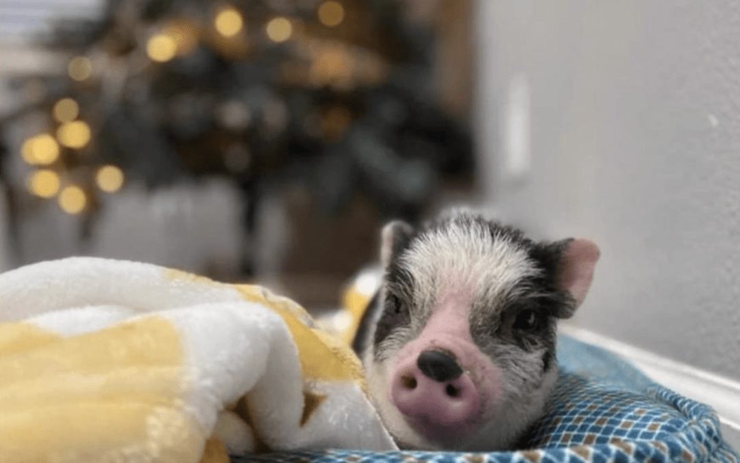 Family of Missing Miniature Pet Pig Seeks His Return
