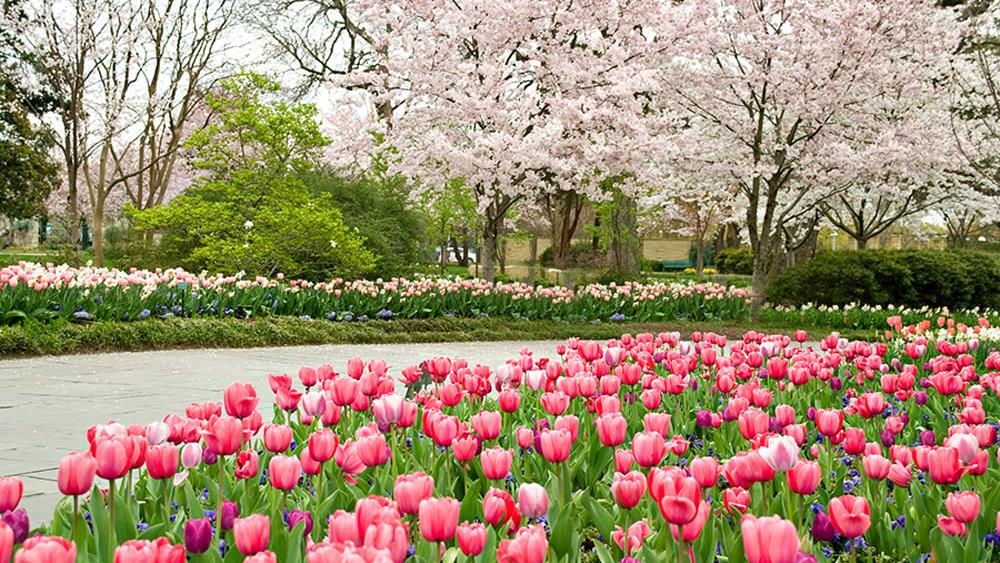 Dallas Arboretum and Galleria Dallas, Never Too Early to Think of Spring