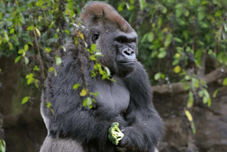 Dallas Zoo Announced Five Gorillas Tested Positive for COVID-19