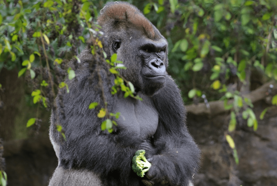 Dallas Zoo Announces Five of its Gorillas Tested Positive for COVID-19