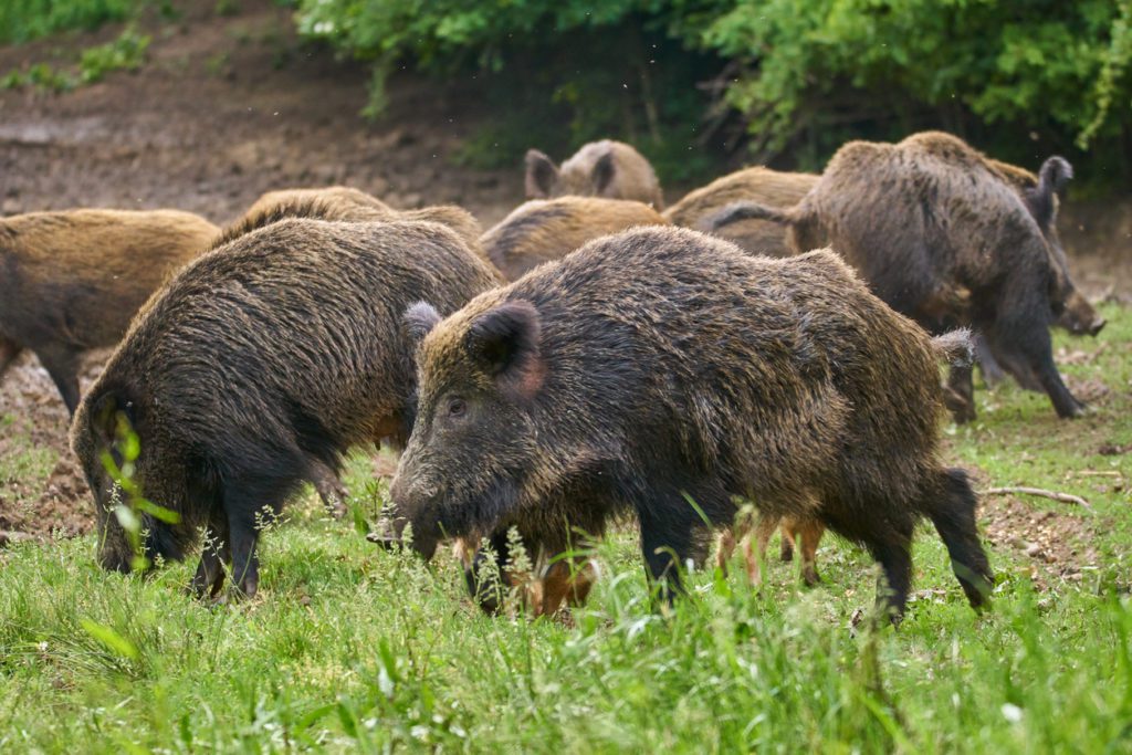 Feral Hogs Causing Problems in Dallas-Fort Worth Neighborhoods