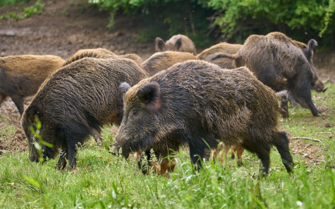 Los cerdos salvajes causan problemas en los vecindarios de Dallas-Fort Worth